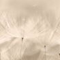 Dizajnová tapeta DANDELION 1,59mx2,8m